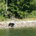 Bear Across the River