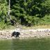 Bear sighting on the drive to Tofino